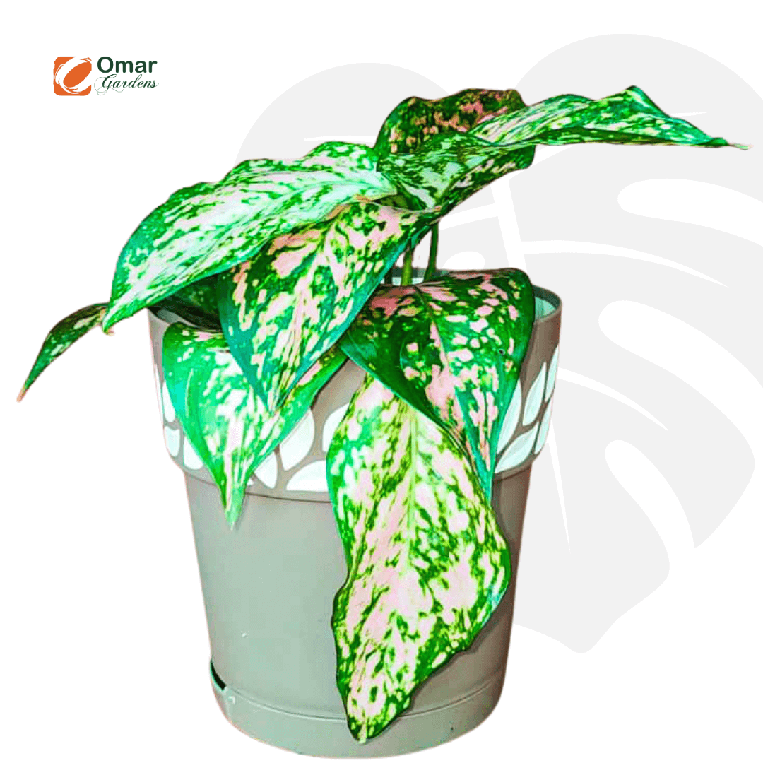 Aglaonema red