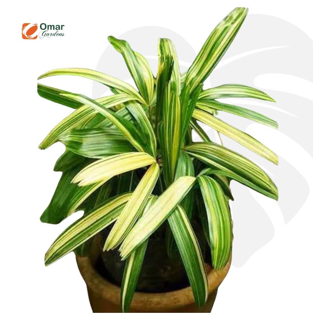 Variegated lady Palm