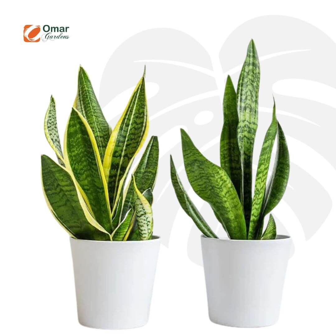 https://omargardens.com/wp-content/uploads/2026/02/WhatsApp-Image-2026-02-18-at-13.52.25-1-1.webp