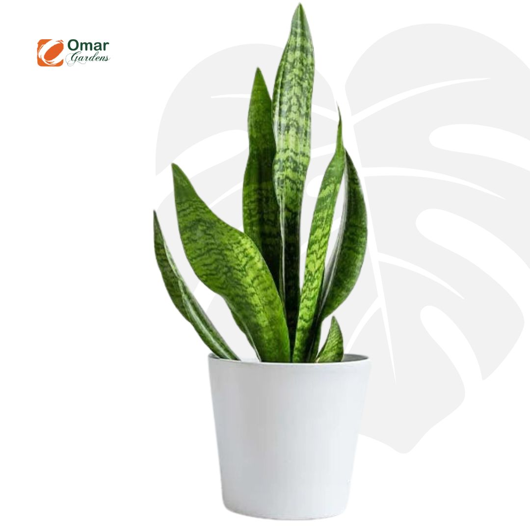 https://omargardens.com/wp-content/uploads/2026/02/WhatsApp-Image-2026-02-18-at-13.52.26-1.jpeg