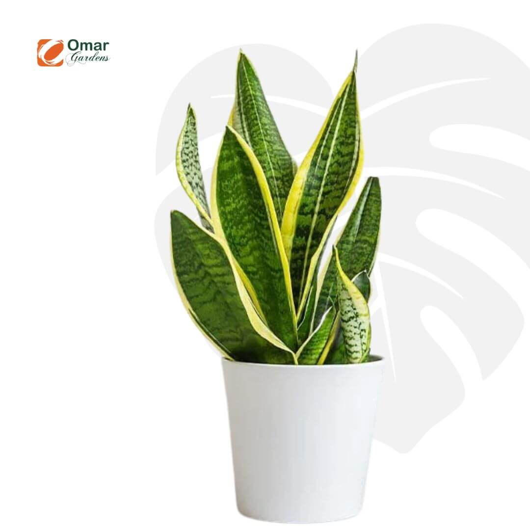 https://omargardens.com/wp-content/uploads/2026/02/WhatsApp-Image-2026-02-18-at-13.52.26-2-1.webp
