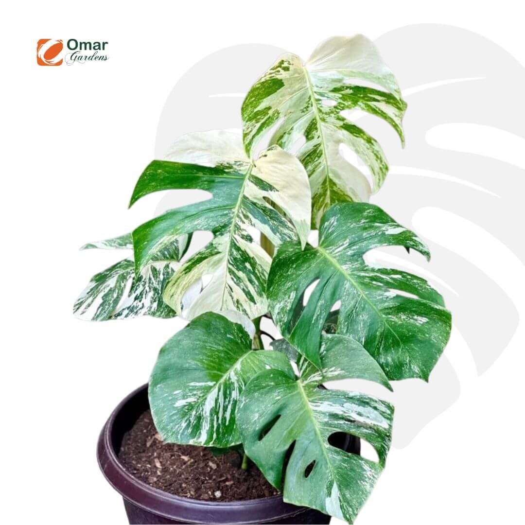 Variegated Monsteral